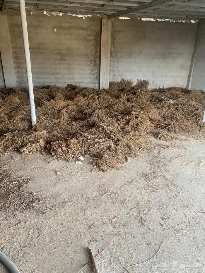 حناء من مزارعنا 1