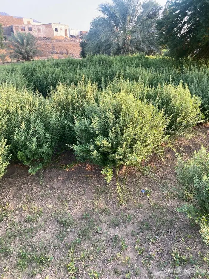 حناء من مزارعنا 3