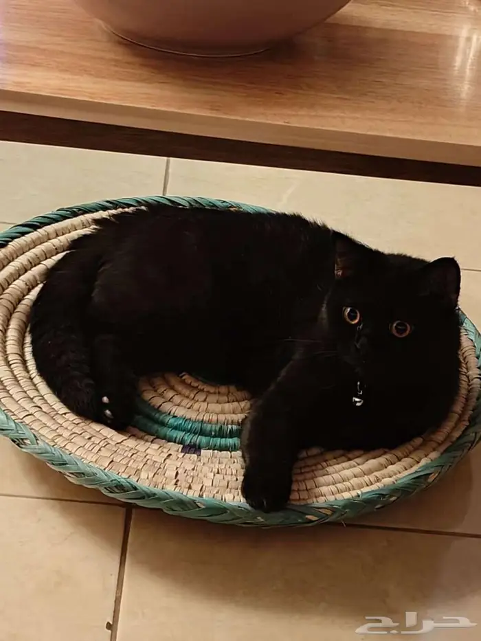 قط للتبني اليف جدا 3