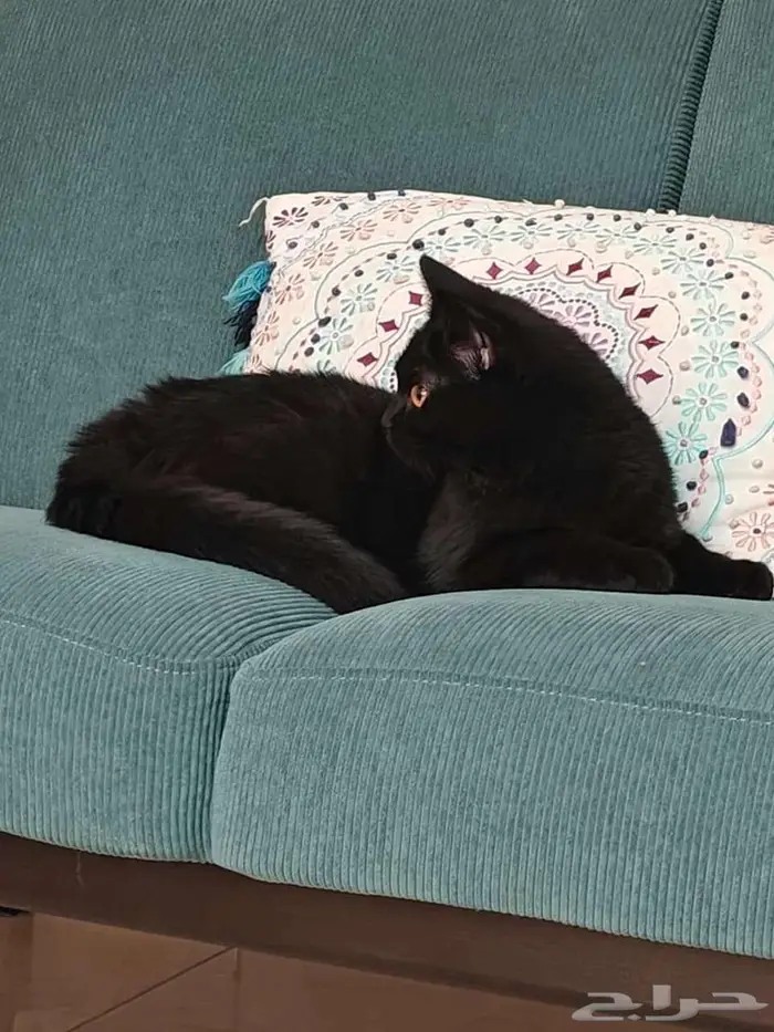 قط للتبني اليف جدا 1