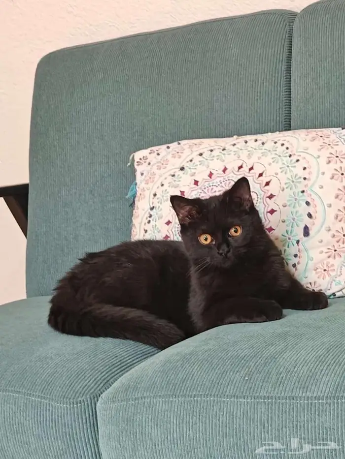 قط للتبني اليف جدا 6