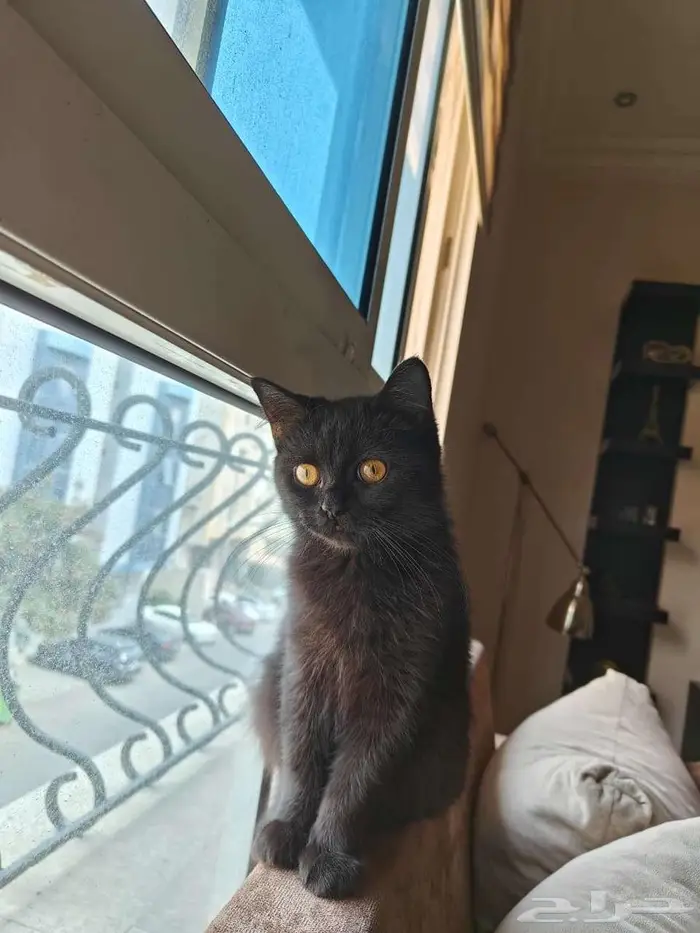 قط للتبني اليف جدا 2