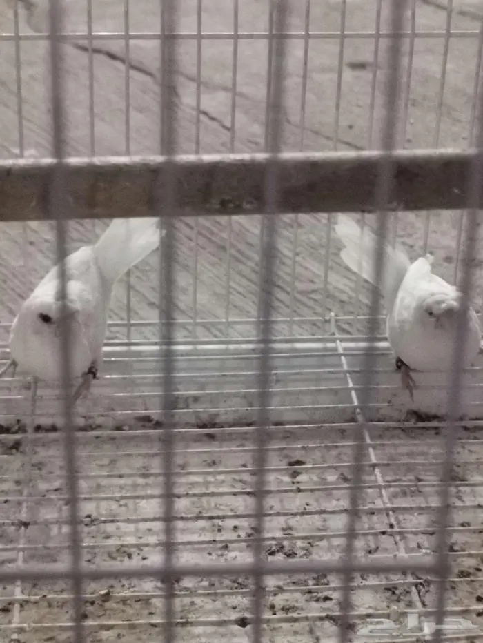 للبيع حسون بنغليز الاحساء 0