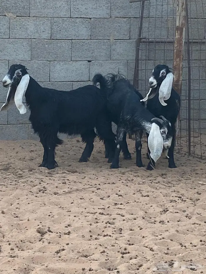 جفرات عوارض 1