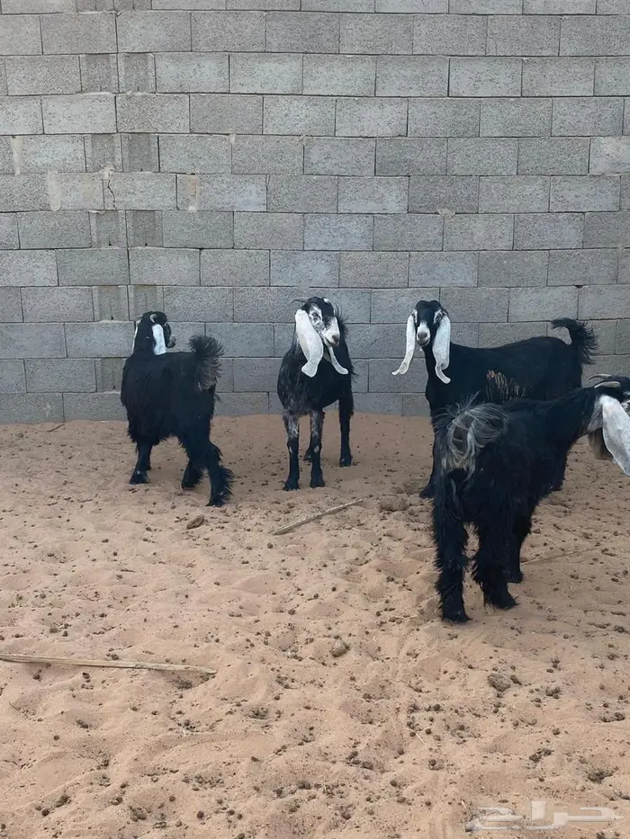 جفرات عوارض 2