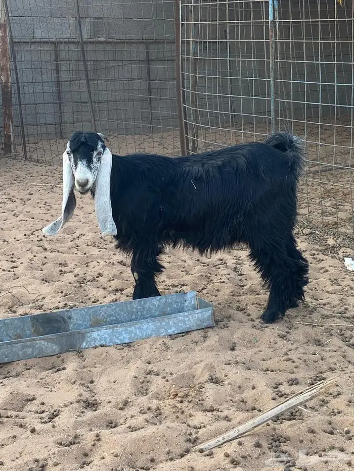 جفرات عوارض 0