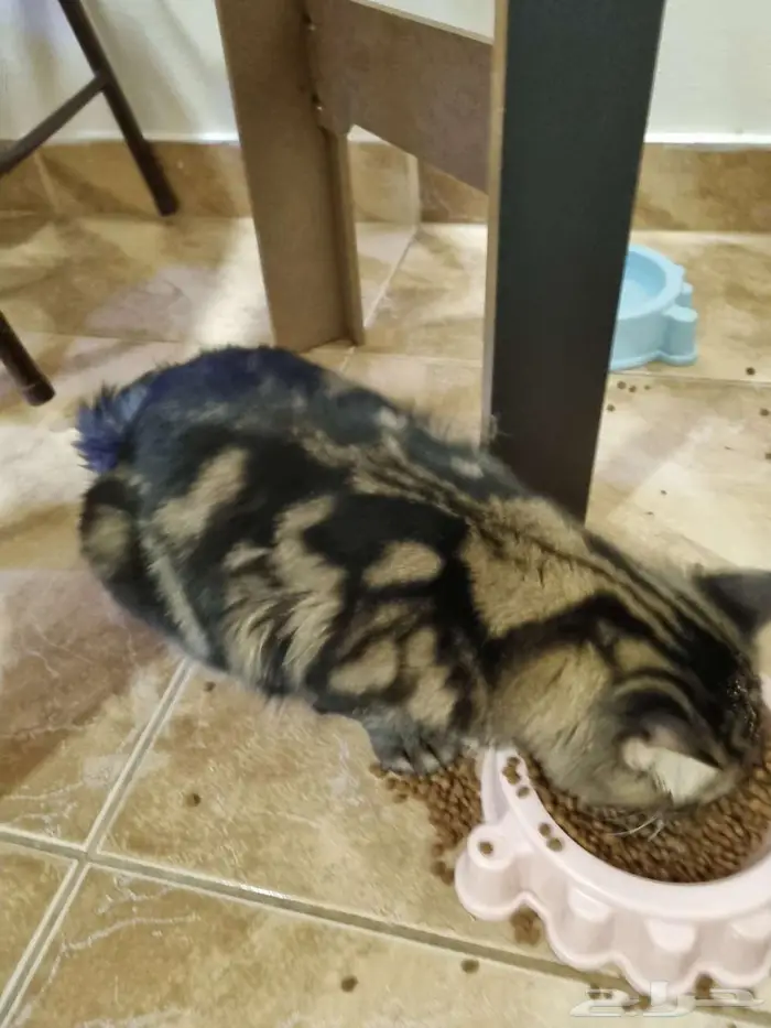 قط شيرازي للتبنى 11شهر و نصف الخبر الجنوبية 1