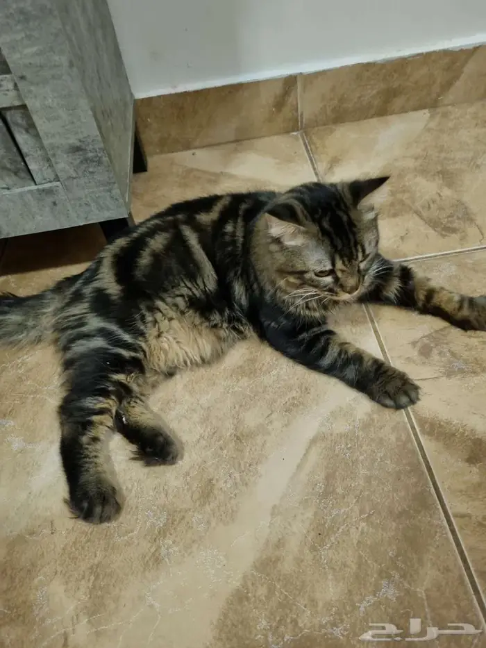 قط شيرازي للتبنى 11شهر و نصف الخبر الجنوبية 0