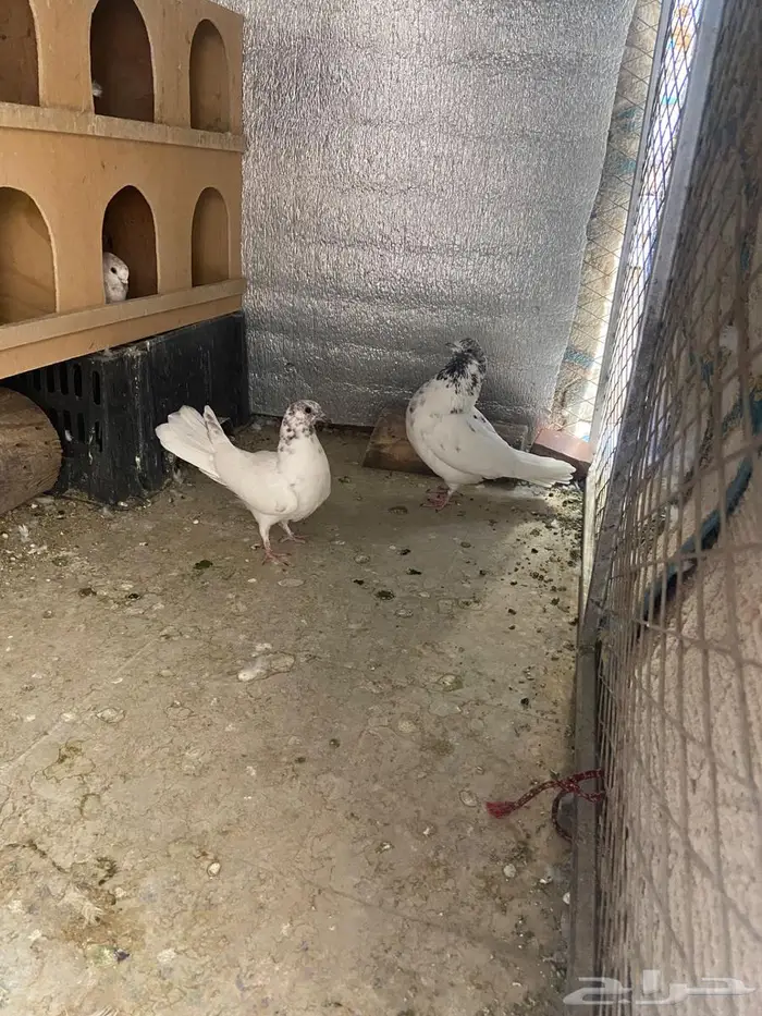 حمام باكستاني 3