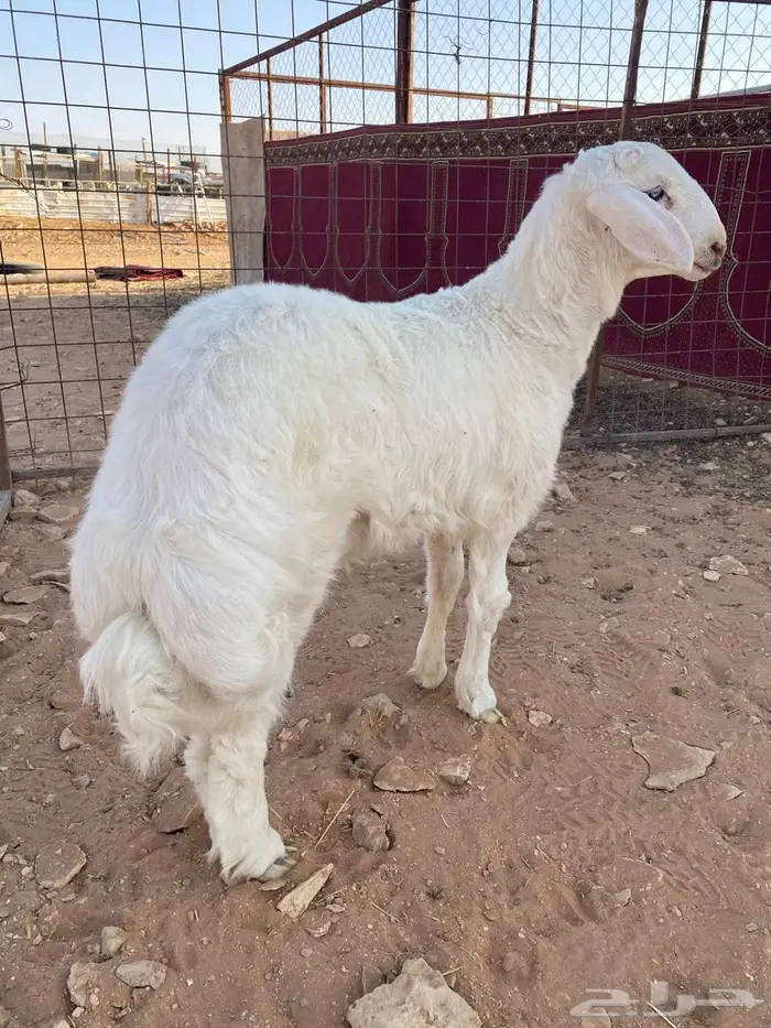 طلي حري مغلق 0