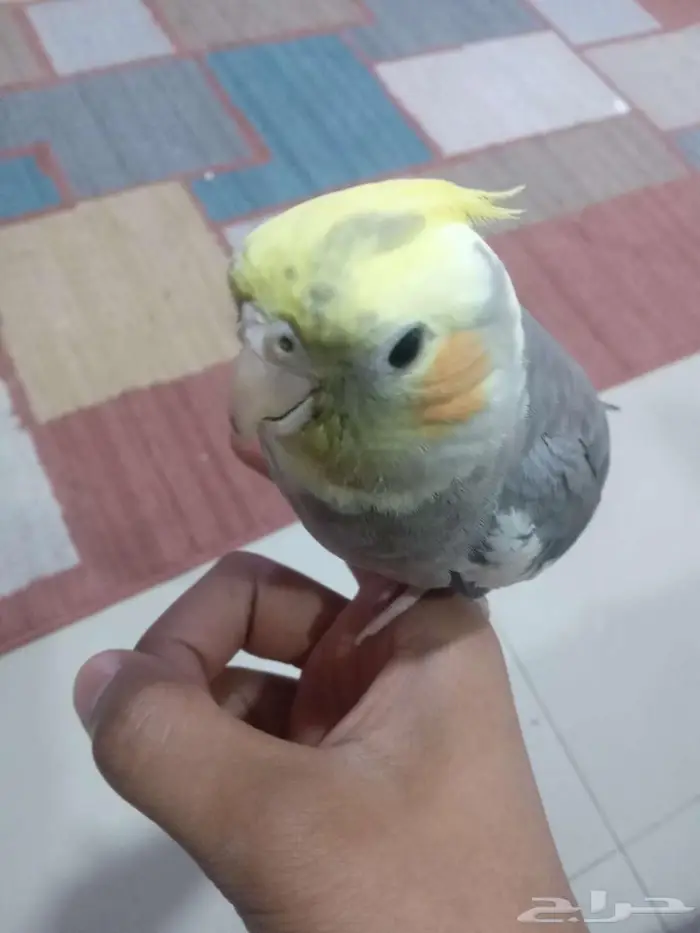 كروان للبيع على اسوم 0