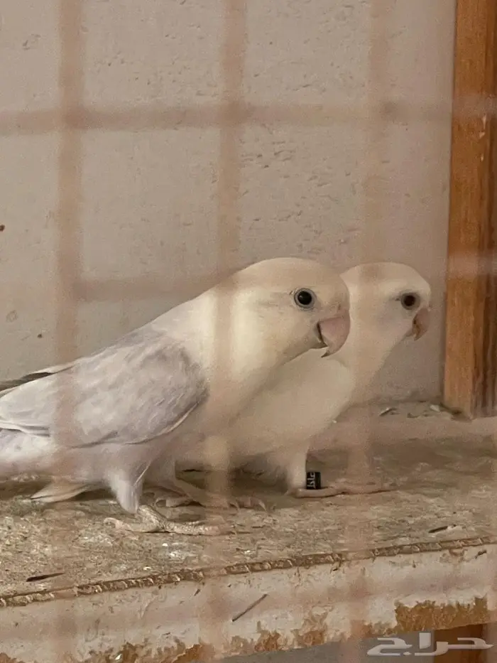 روز عدد 10 حبات مع زوج 1