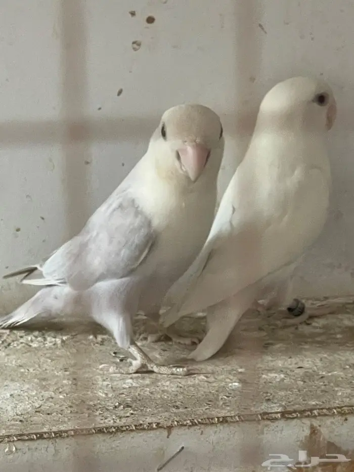 روز عدد 10 حبات مع زوج 0