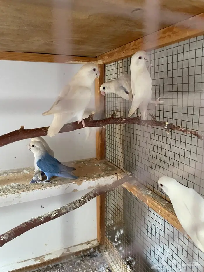 روز عدد 10 حبات مع زوج 5