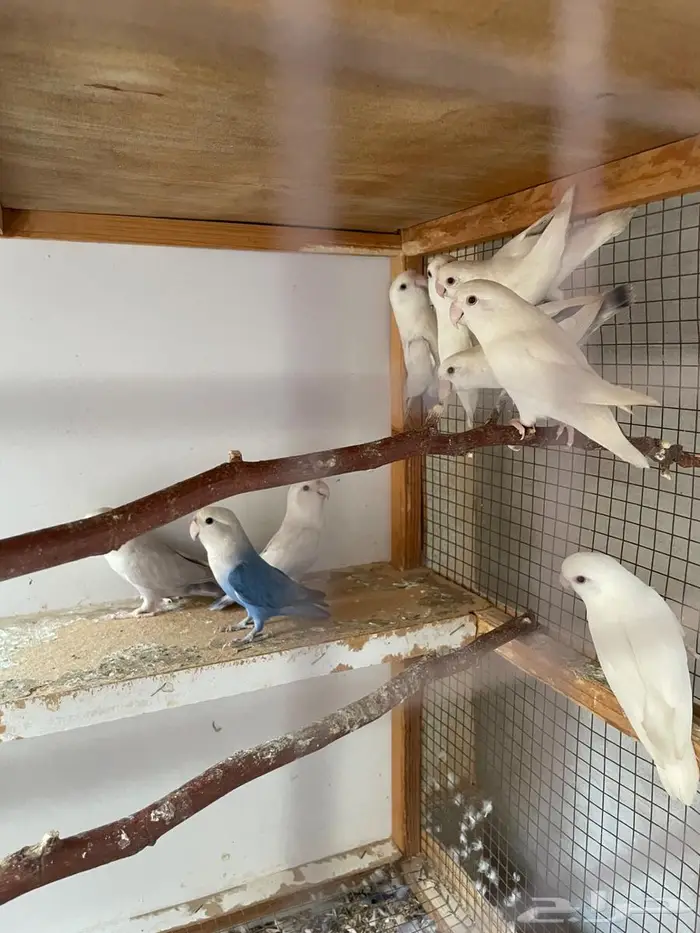 روز عدد 10 حبات مع زوج 2