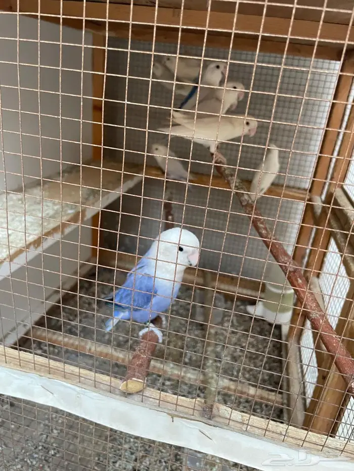 روز عدد 10 حبات مع زوج 6