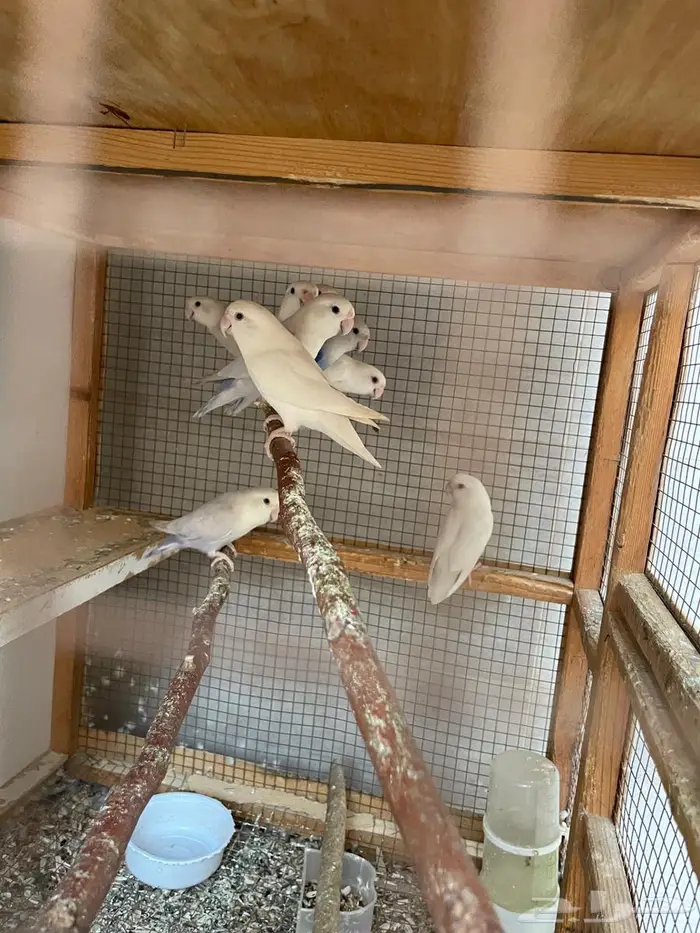 روز عدد 10 حبات مع زوج 4