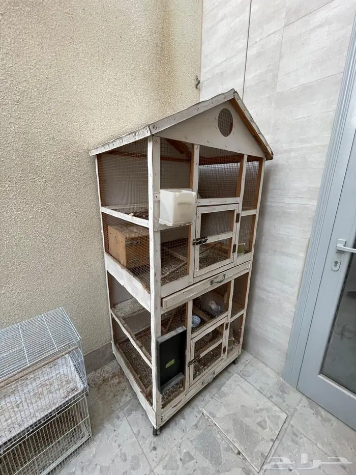 روز عدد 10 حبات مع زوج 7