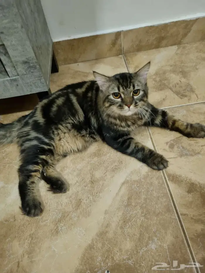 قط شيرازي للتبنى 11شهر و نصف الخبر الجنوبية 2