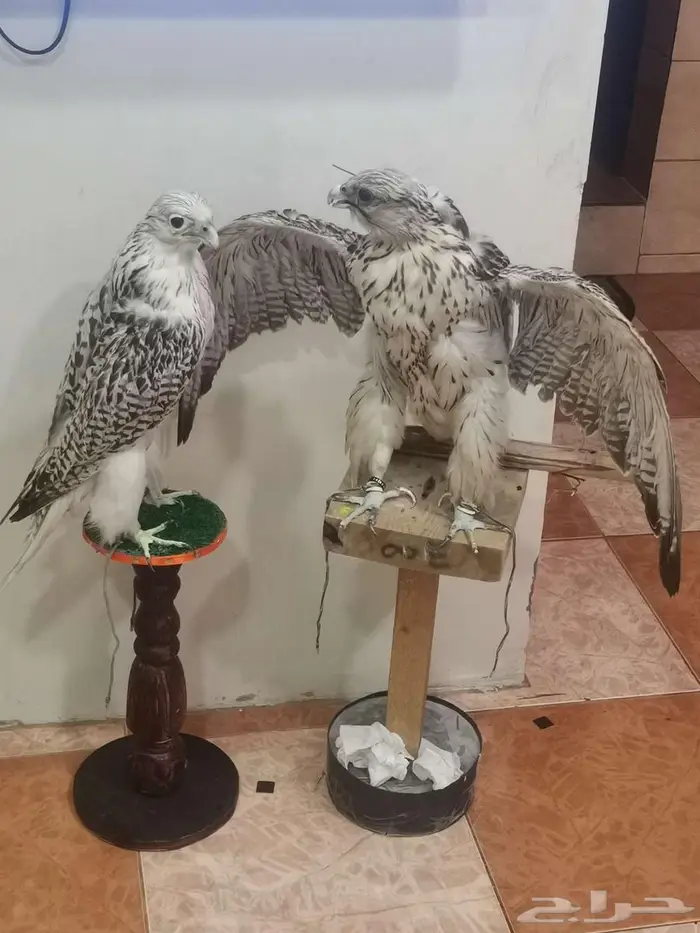 تحنيط. طيور ( للمفاهمة واتساب ) دجاج محنط في عش الأحساء 2