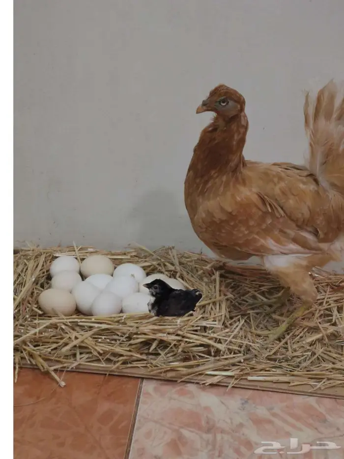 تحنيط. طيور ( للمفاهمة واتساب ) دجاج محنط في عش الأحساء 42