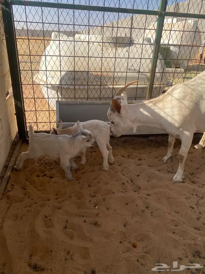 عنز قزمي مع جنوبي 0