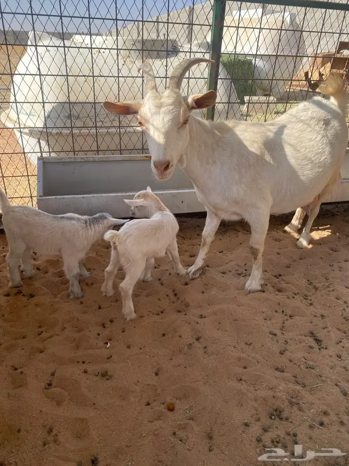 عنز قزمي مع جنوبي 2