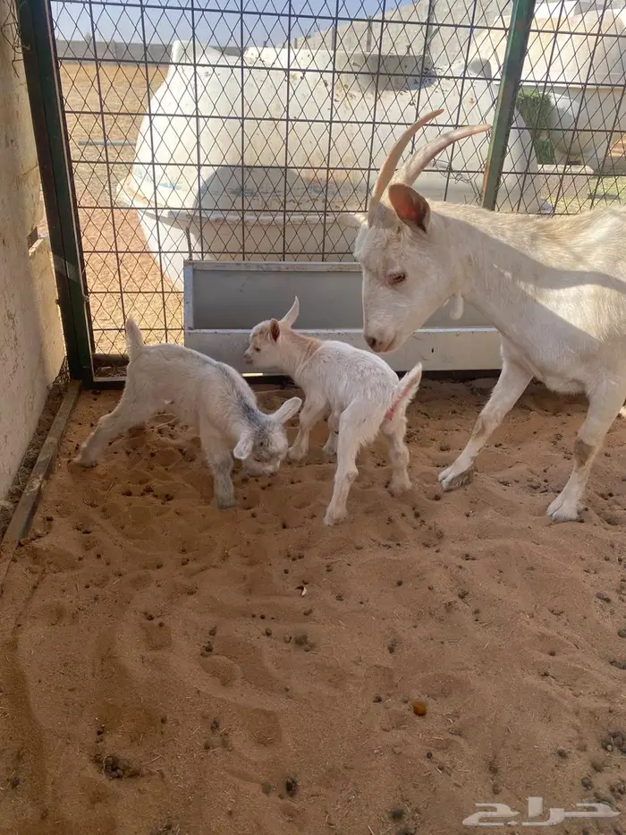 عنز قزمي مع جنوبي 1