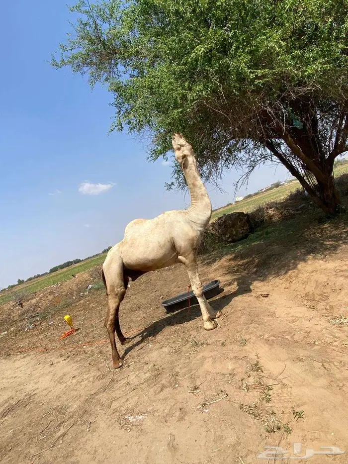 جمل للبيع 8