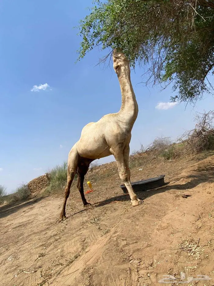 جمل للبيع 6