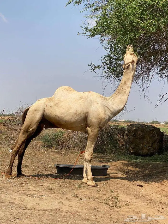 جمل للبيع 7