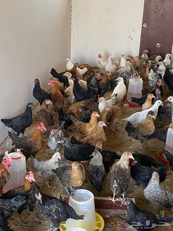 للبيع دجاج وديوك 0