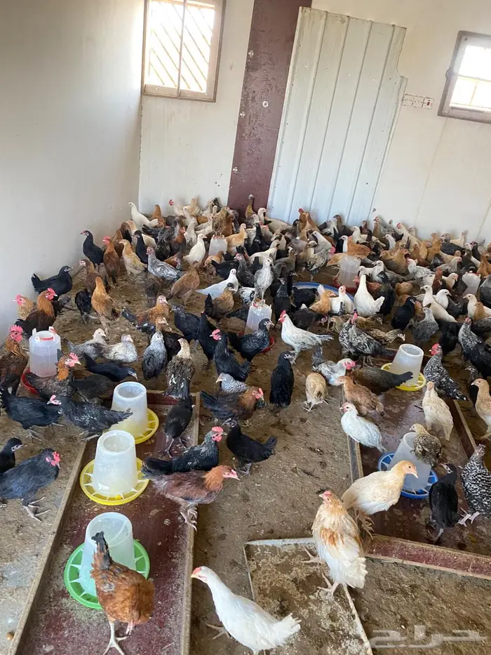 للبيع دجاج وديوك 1