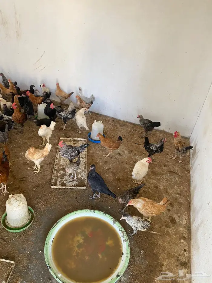 للبيع دجاج وديوك 3