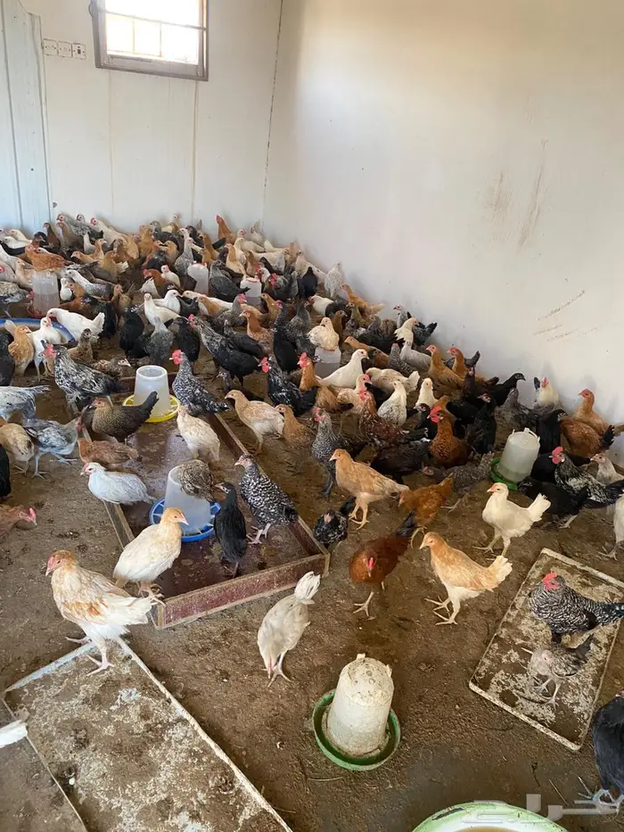 للبيع دجاج وديوك 2