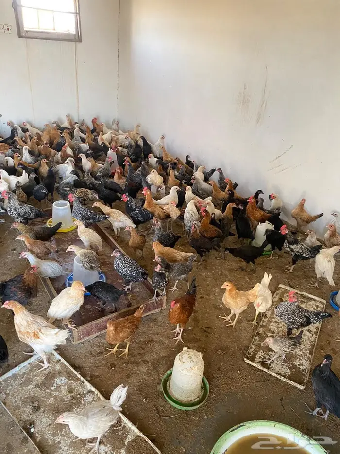 للبيع دجاج وديوك 4