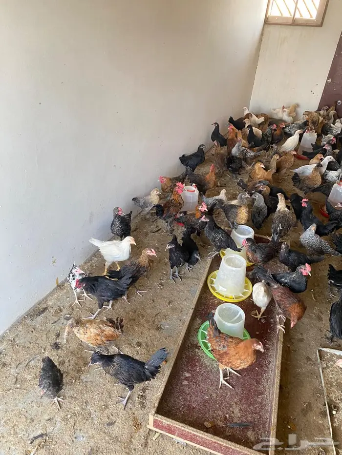 للبيع دجاج وديوك 5