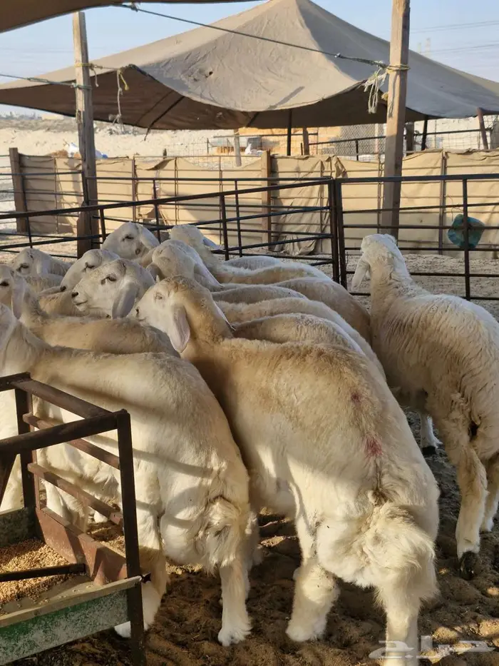 ذبايح نعيم حري تيوس 5