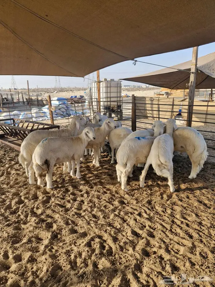 ذبايح نعيم حري تيوس 9