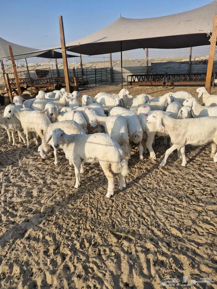 ذبايح نعيم حري تيوس 11