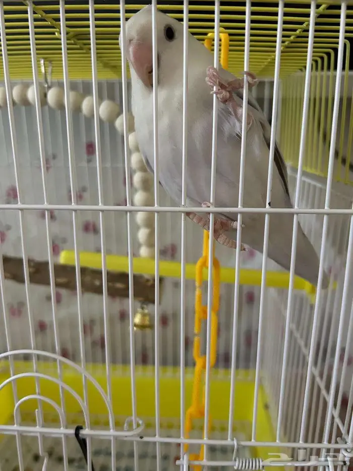 طير روز للبيع 0