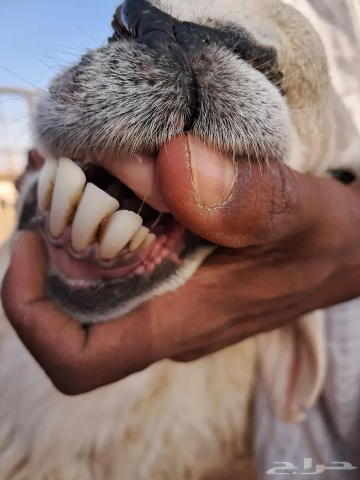 خروف فحل حري 2