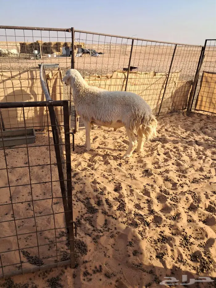 خروف فحل حري 1