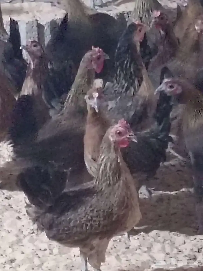 دجاج عربي فري 2