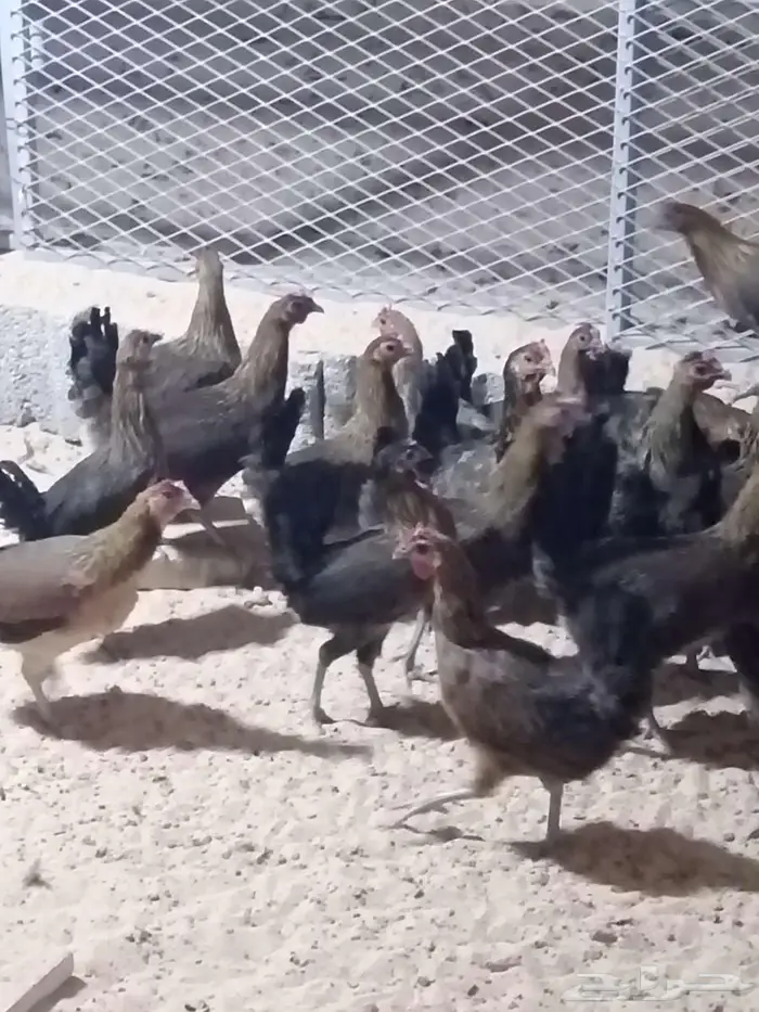 دجاج عربي فري 5