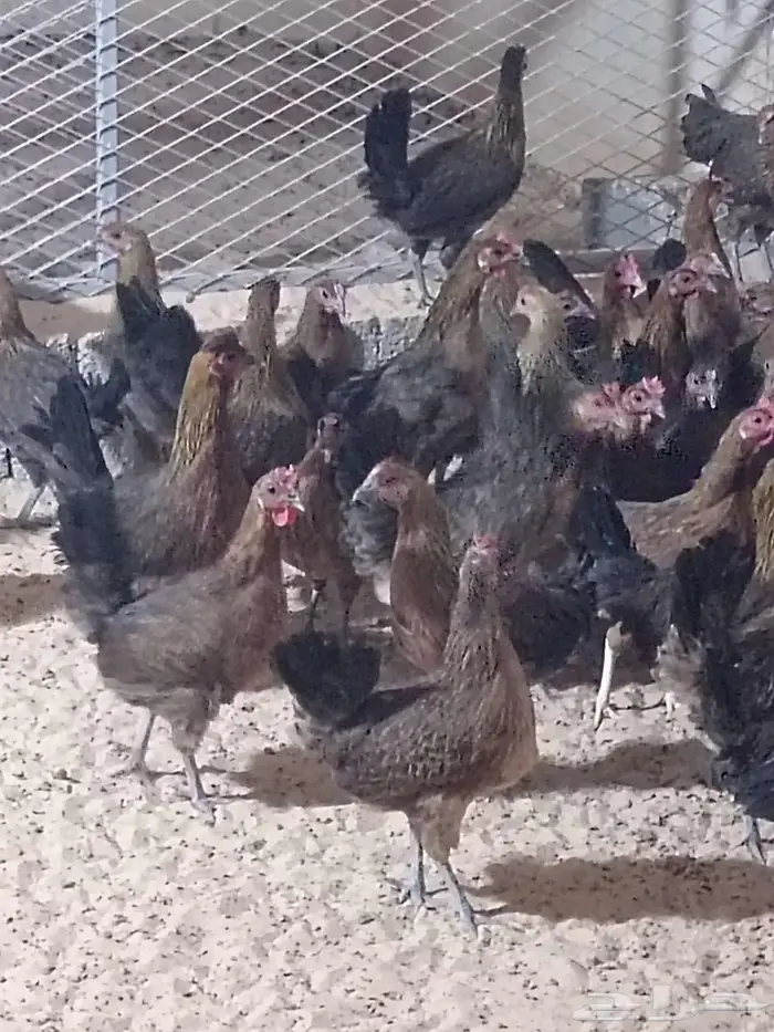 دجاج عربي فري 1