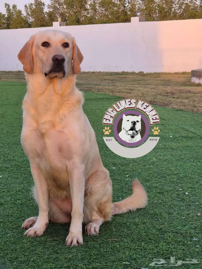 متوفر لابرادور ريتريفر Available Labrador Retriever 0