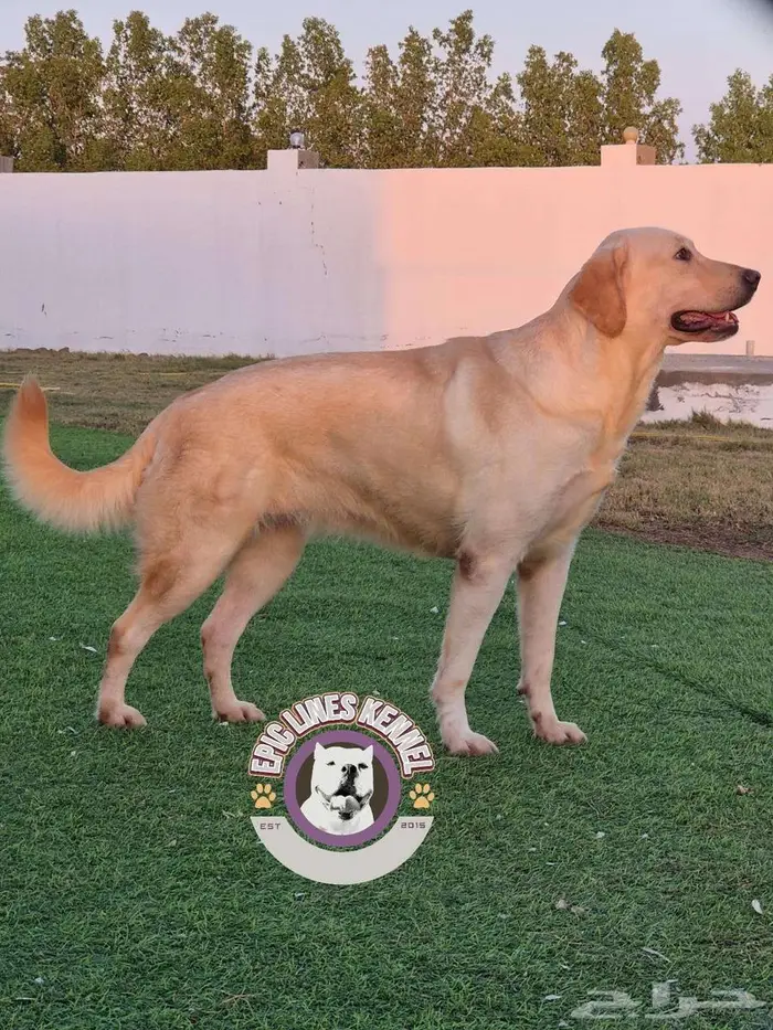 متوفر لابرادور ريتريفر Available Labrador Retriever 1