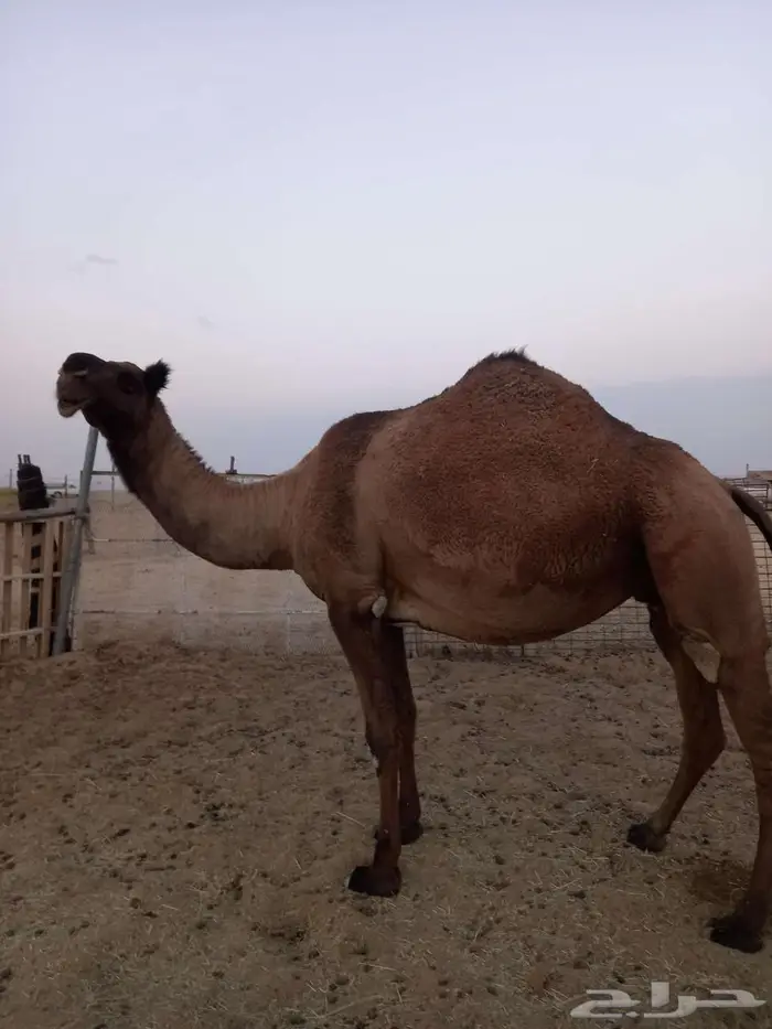 لقحه صفر طيبه سنه سدس على جميع اشروط وتسب 1