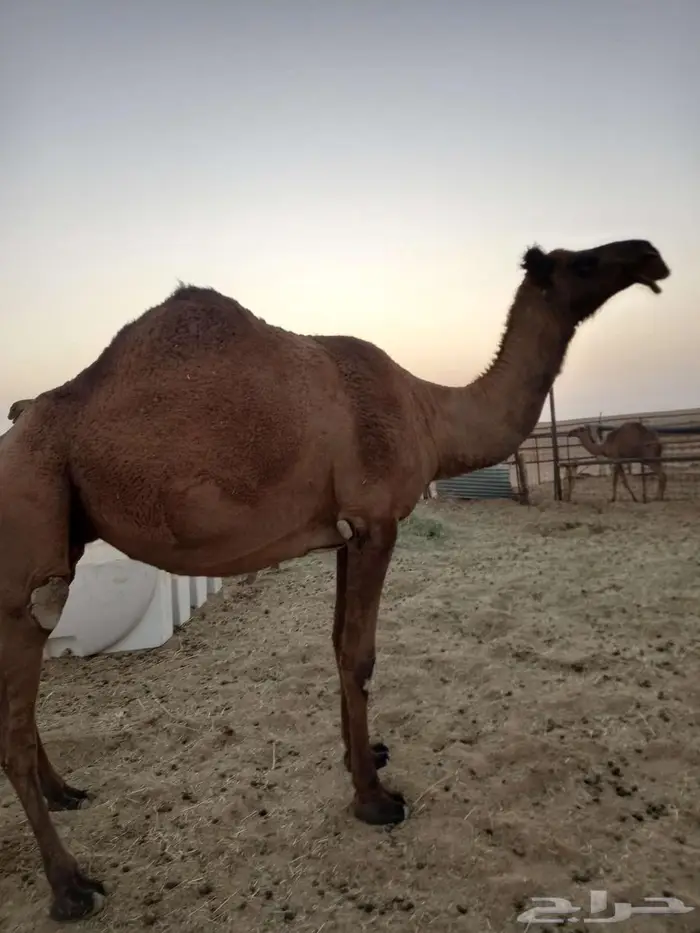 لقحه صفر طيبه سنه سدس على جميع اشروط وتسب 0